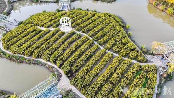 51配资网 醉美金秋！新洲香草伊甸园百亩万寿菊盛放，邀您共赴秋日浪漫之约